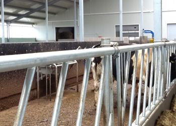 Podłogi rusztowe dla bydła
